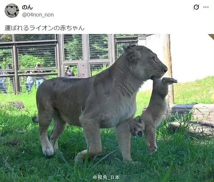 【爆笑】“假期景区的动物都吃出工伤了！“ 哈哈哈哈哈哈都收手吧（组图） - 35