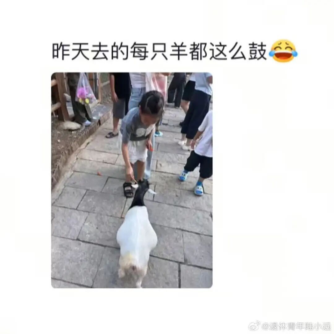 【爆笑】“假期景区的动物都吃出工伤了！“ 哈哈哈哈哈哈都收手吧（组图） - 7