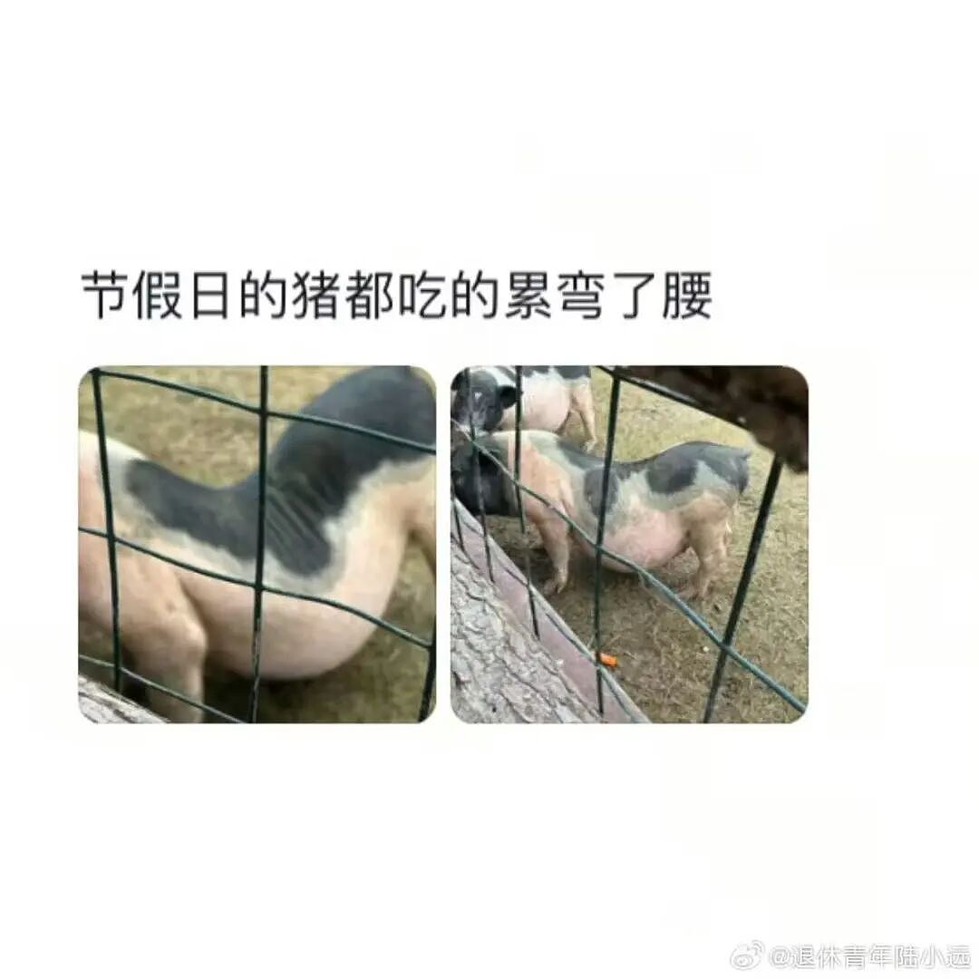 【爆笑】“假期景区的动物都吃出工伤了！“ 哈哈哈哈哈哈都收手吧（组图） - 11