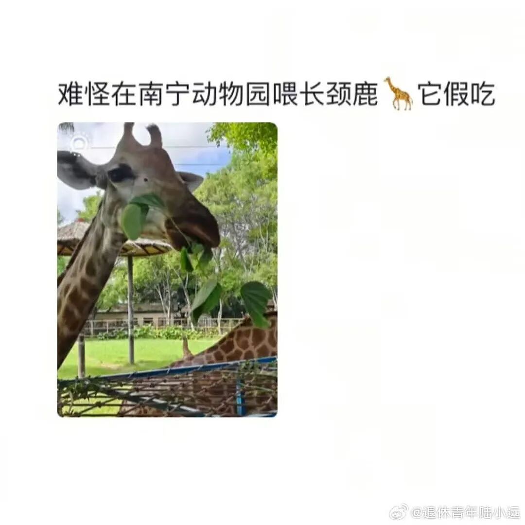 【爆笑】“假期景区的动物都吃出工伤了！“ 哈哈哈哈哈哈都收手吧（组图） - 5