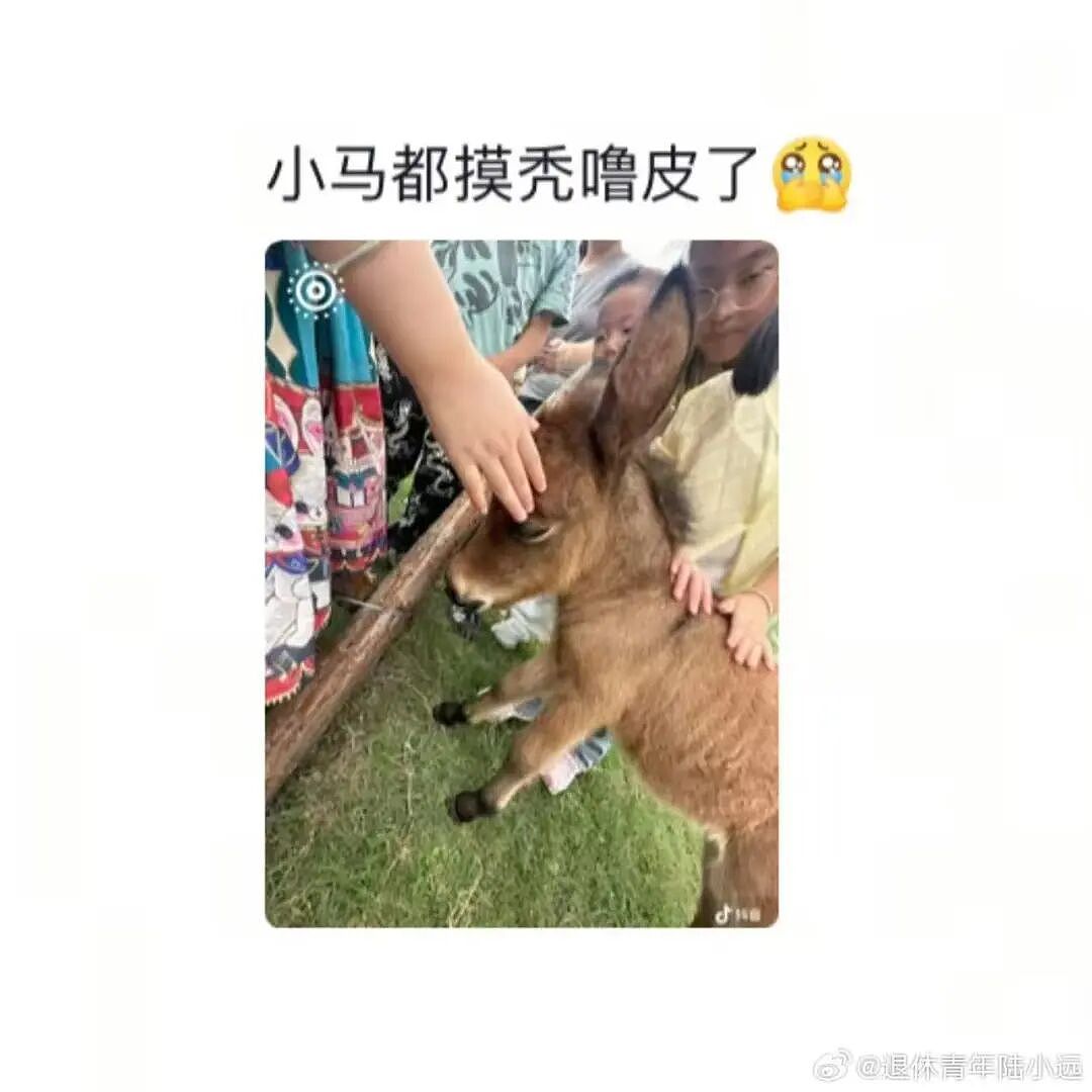 【爆笑】“假期景区的动物都吃出工伤了！“ 哈哈哈哈哈哈都收手吧（组图） - 8