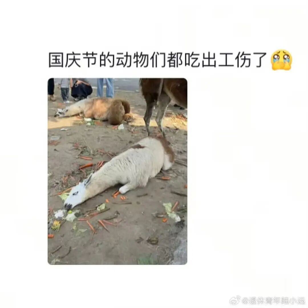 【爆笑】“假期景区的动物都吃出工伤了！“ 哈哈哈哈哈哈都收手吧（组图） - 6