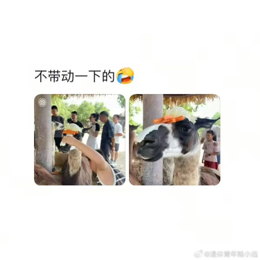 【爆笑】“假期景区的动物都吃出工伤了！“ 哈哈哈哈哈哈都收手吧（组图） - 10