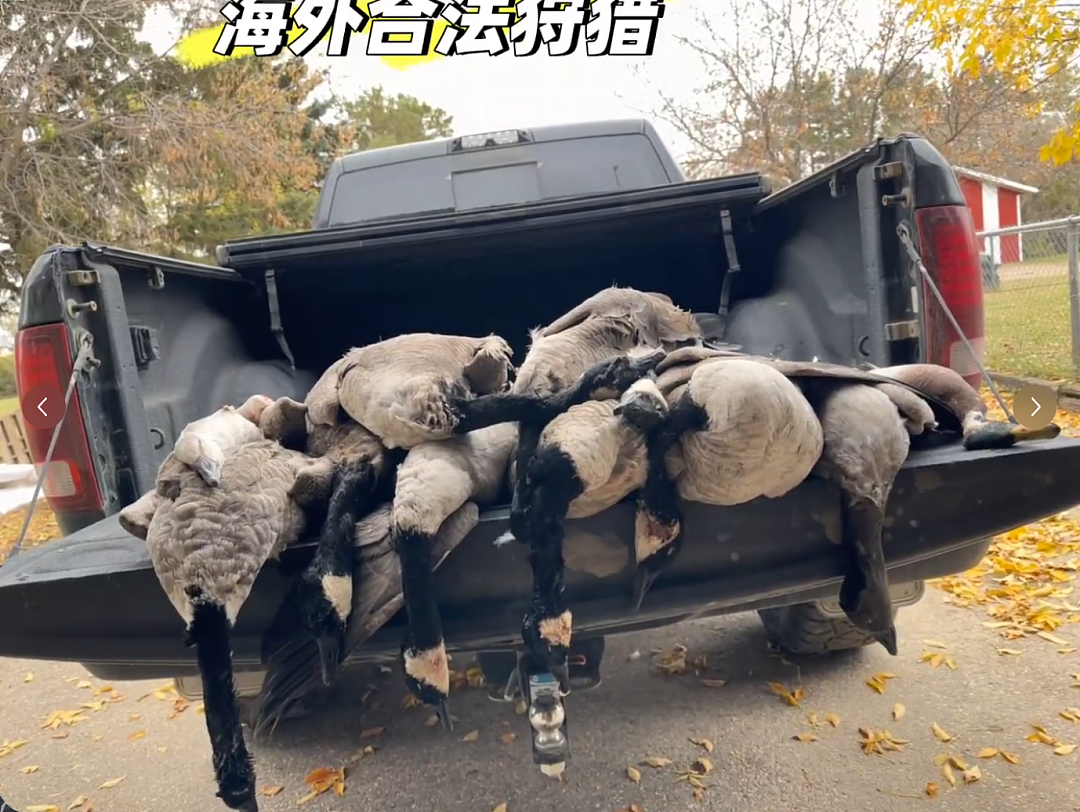 华人含泪警告：千万别吃！一家狂薅20多只加拿大鹅，命都快没了…（组图） - 3