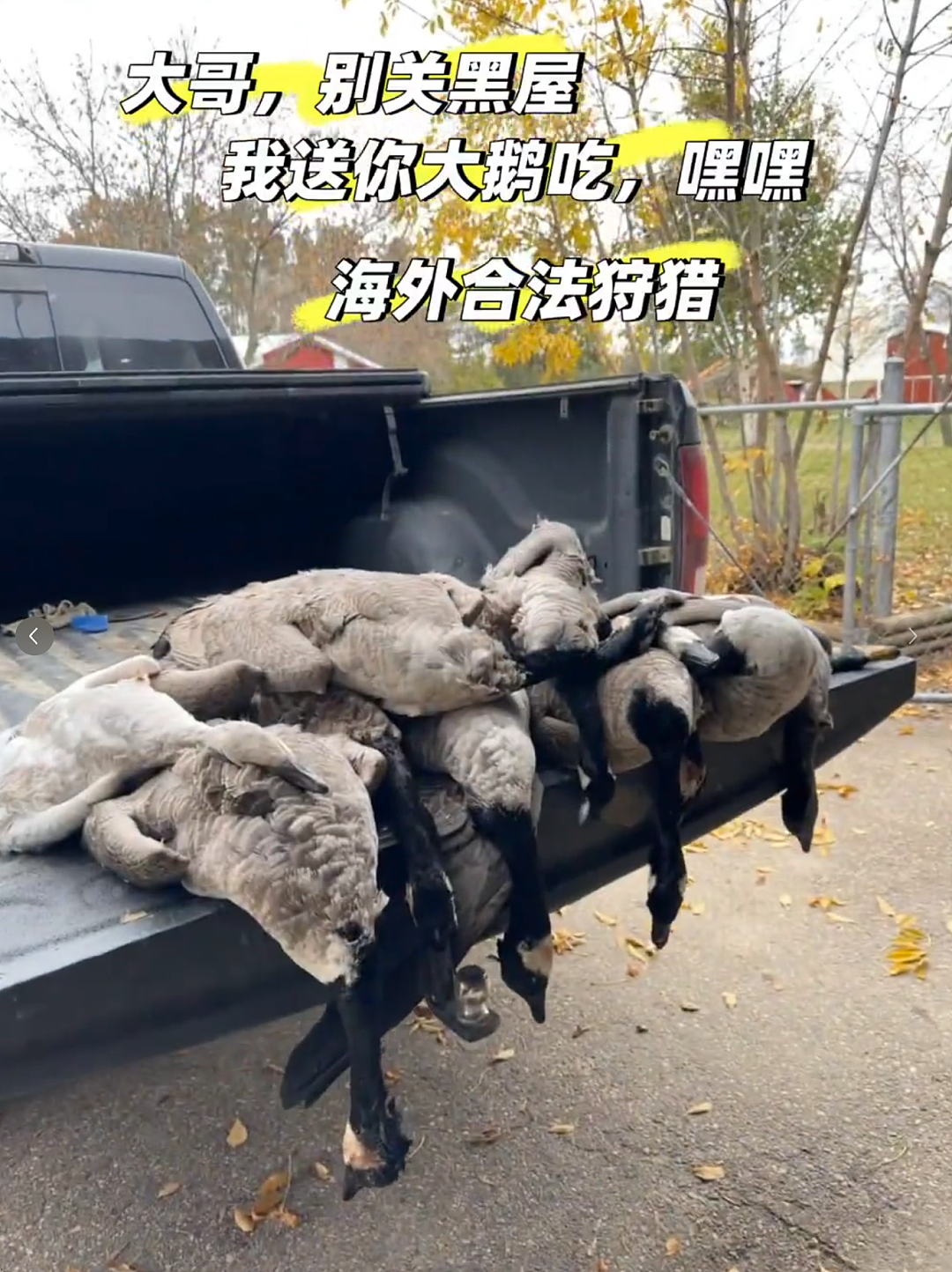 华人含泪警告：千万别吃！一家狂薅20多只加拿大鹅，命都快没了…（组图） - 4