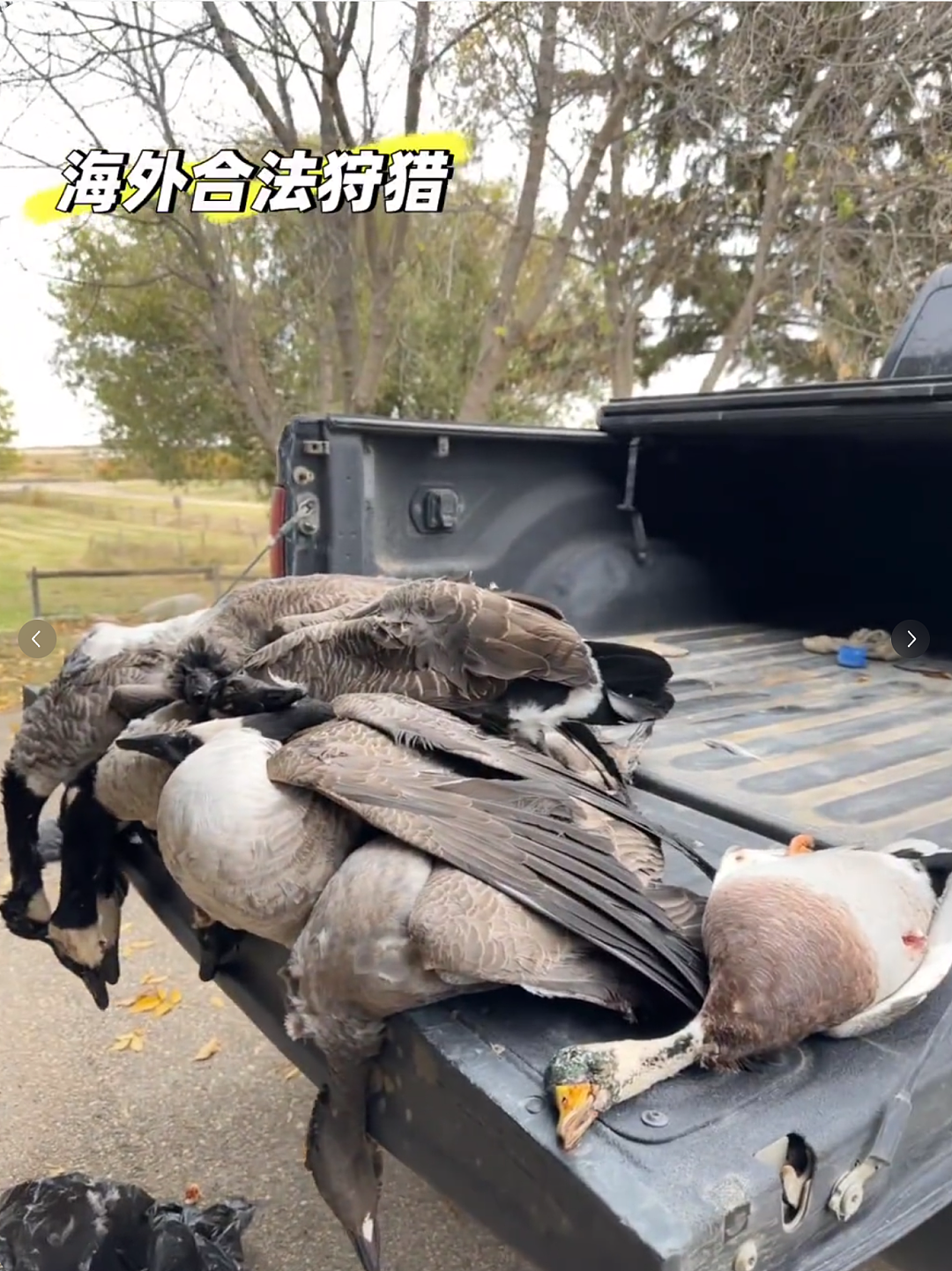 华人含泪警告：千万别吃！一家狂薅20多只加拿大鹅，命都快没了…（组图） - 2