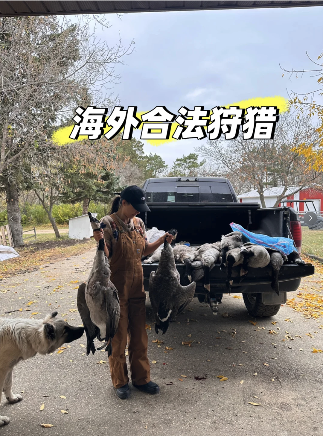 华人含泪警告：千万别吃！一家狂薅20多只加拿大鹅，命都快没了…（组图） - 1