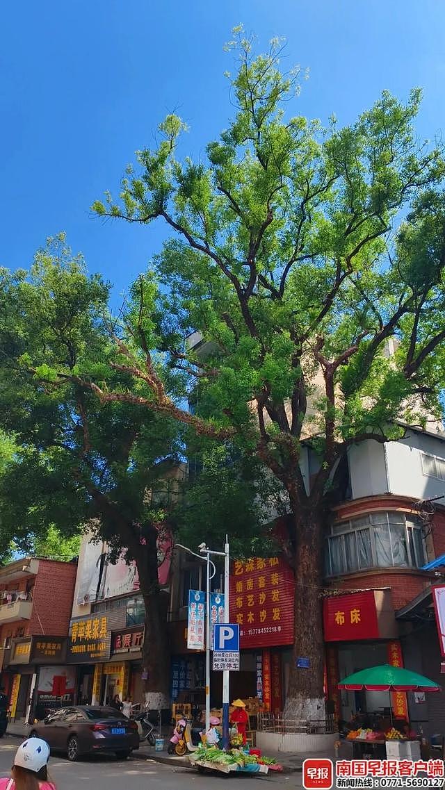 自家房屋采光被遮挡，男子给220年珍贵古树多次投毒（组图） - 2