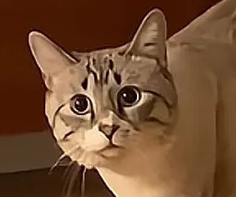【宠物】女子旅游摸完老虎不洗手，连夜回国给猫闻，结果...猫：你外面有惹不起的小三（组图） - 3