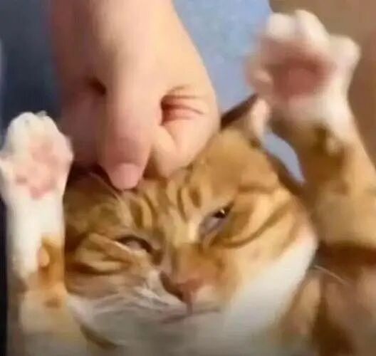 【宠物】女子旅游摸完老虎不洗手，连夜回国给猫闻，结果...猫：你外面有惹不起的小三（组图） - 7
