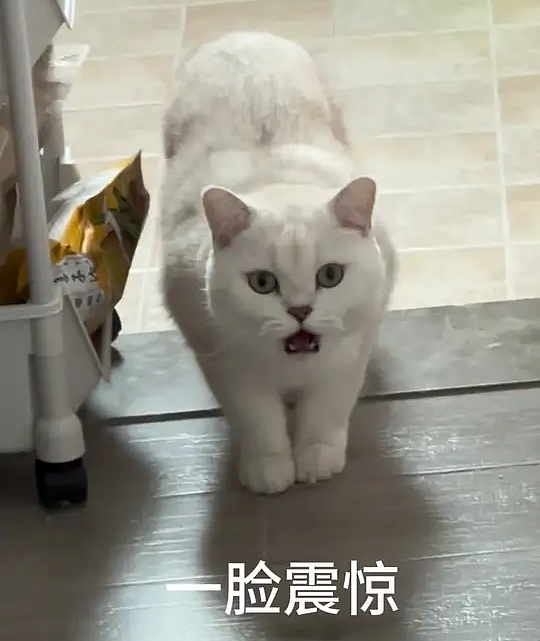 【宠物】女子旅游摸完老虎不洗手，连夜回国给猫闻，结果...猫：你外面有惹不起的小三（组图） - 4