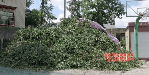 自家房屋采光被遮挡，男子给220年珍贵古树多次投毒（组图） - 5