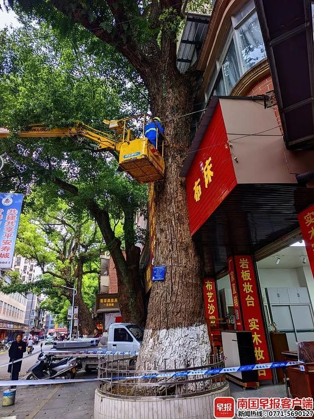 自家房屋采光被遮挡，男子给220年珍贵古树多次投毒（组图） - 1