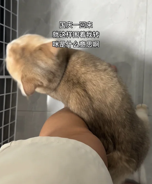 【宠物】女子旅游摸完老虎不洗手，连夜回国给猫闻，结果...猫：你外面有惹不起的小三（组图） - 12