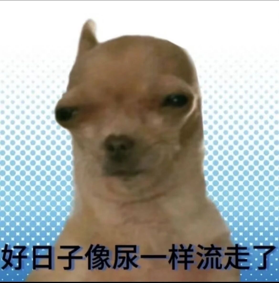 【爆笑】“把妈妈送去老年大学是种什么体验…?”哈哈哈老一辈也是吃上了时代黑利(组图) - 3