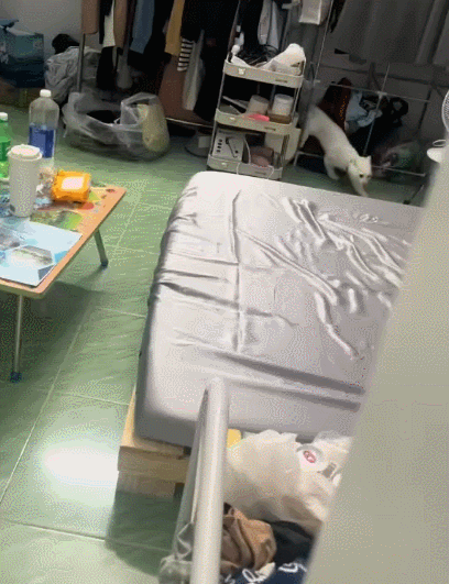 【宠物】女子旅游摸完老虎不洗手，连夜回国给猫闻，结果...猫：你外面有惹不起的小三（组图） - 9