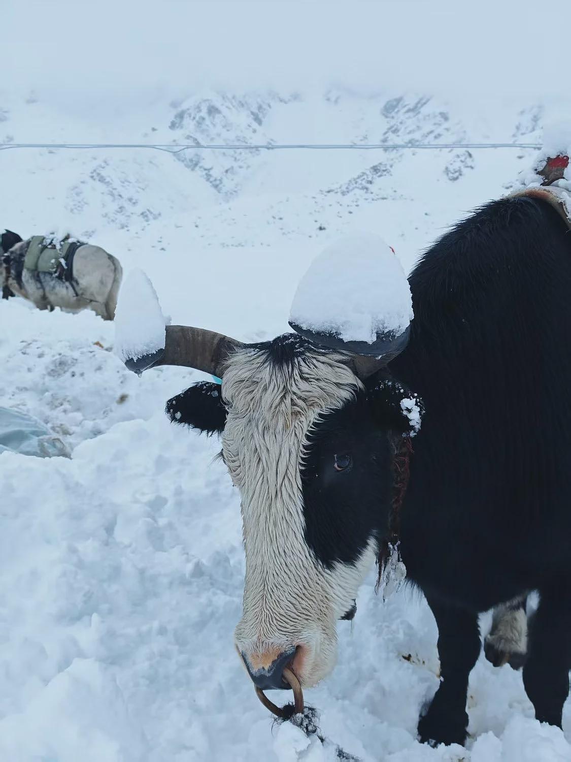 千人被困珠峰暴雪背后：疯狂徒步与失控的“内啡肽”（组图） - 5