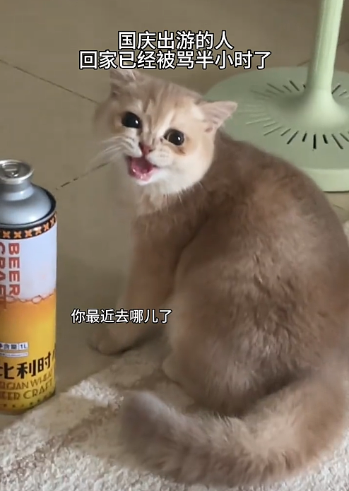 【宠物】女子旅游摸完老虎不洗手，连夜回国给猫闻，结果...猫：你外面有惹不起的小三（组图） - 8