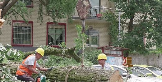 自家房屋采光被遮挡，男子给220年珍贵古树多次投毒（组图） - 10