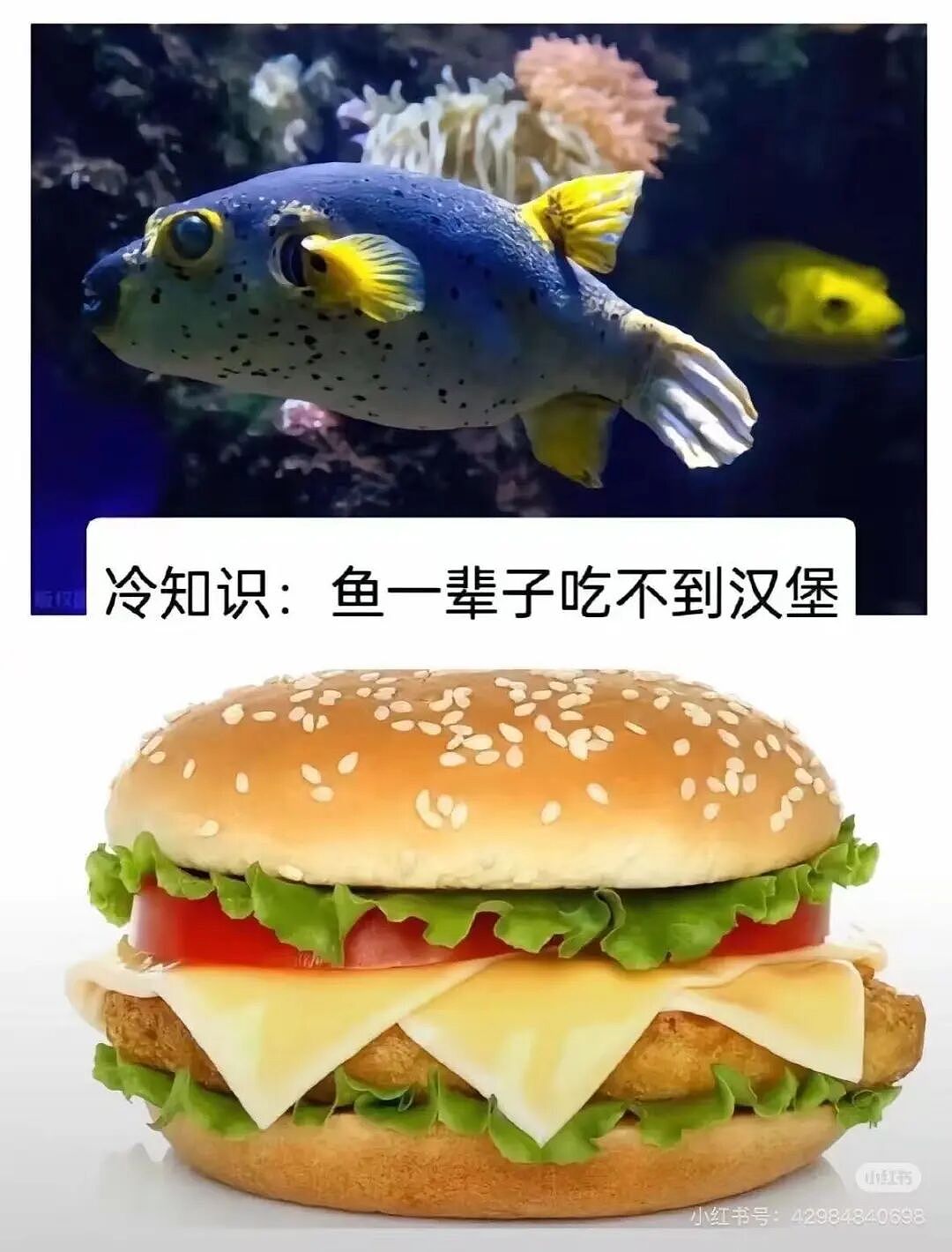 【爆笑】“把妈妈送去老年大学是种什么体验…?”哈哈哈老一辈也是吃上了时代黑利(组图) - 88
