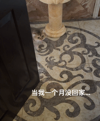 【宠物】女子旅游摸完老虎不洗手，连夜回国给猫闻，结果...猫：你外面有惹不起的小三（组图） - 10