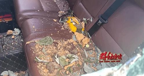 自家房屋采光被遮挡，男子给220年珍贵古树多次投毒（组图） - 7