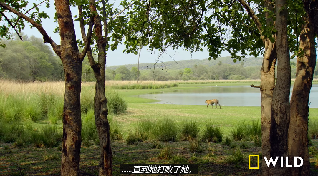 硬撑了700天,最美女王还是去世了......(组图) - 15