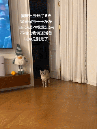 【宠物】女子旅游摸完老虎不洗手，连夜回国给猫闻，结果...猫：你外面有惹不起的小三（组图） - 1