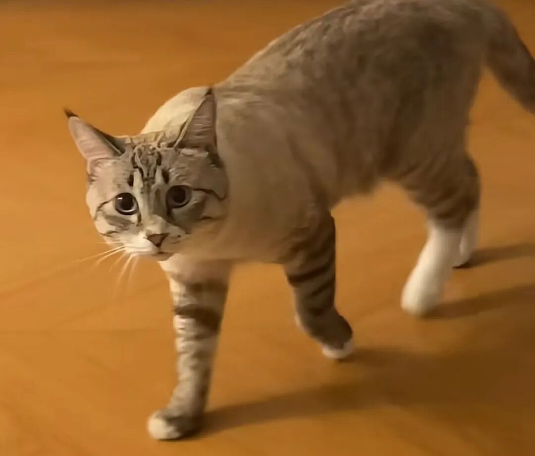 【宠物】女子旅游摸完老虎不洗手，连夜回国给猫闻，结果...猫：你外面有惹不起的小三（组图） - 2