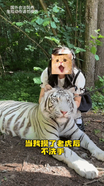 【宠物】女子旅游摸完老虎不洗手，连夜回国给猫闻，结果...猫：你外面有惹不起的小三（组图） - 5