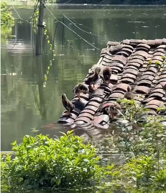 被中国媒体忽略掉的广西百色特大洪灾：被淹没的车辆密密麻麻！（组图） - 5