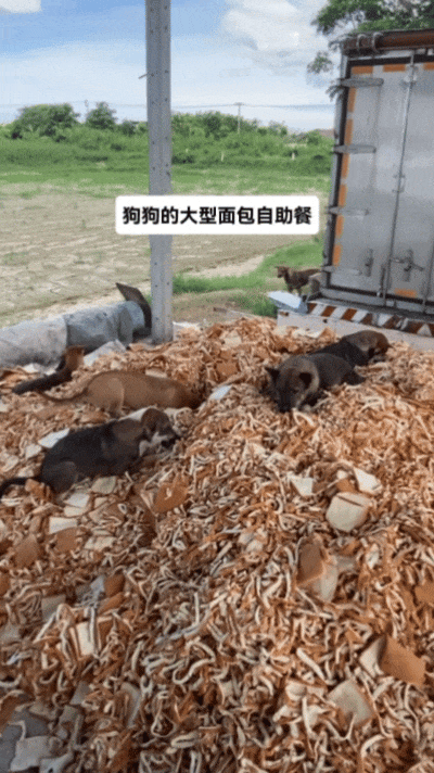【宠物】主人突然狗叫一声,想看看自家毛孩子的反应,没想到狗子满脸惊恐:你都瞒着我当个哑巴吗(组图) - 20