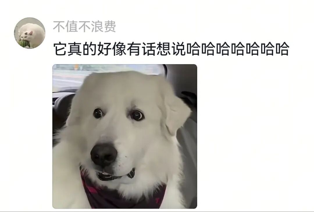 【宠物】主人突然狗叫一声,想看看自家毛孩子的反应,没想到狗子满脸惊恐:你都瞒着我当个哑巴吗(组图) - 6