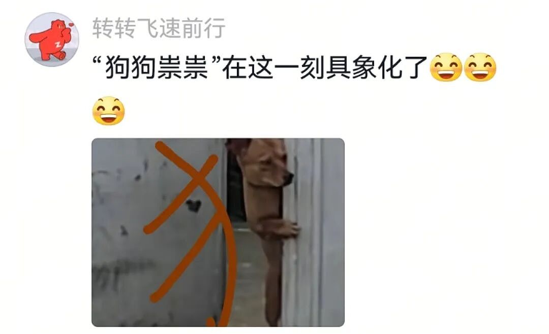 【宠物】主人突然狗叫一声,想看看自家毛孩子的反应,没想到狗子满脸惊恐:你都瞒着我当个哑巴吗(组图) - 4