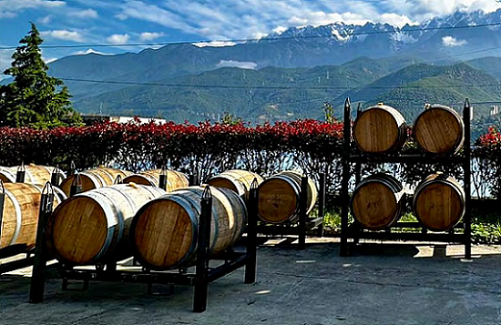 【异动股】中国市场奔富酒销量疲软 Treasury Wine Estates(ASX:TWE) 撤销业绩指引 暂停回购计划（图） - 1