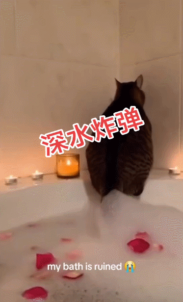 【宠物】女子网购猫爬架没看尺寸,收到货后傻眼了,连忙跟猫说对不起,猫:多少钱买的,你心里有数(组图) - 9