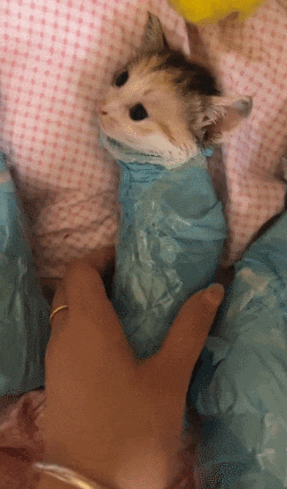 【宠物】女子网购猫爬架没看尺寸,收到货后傻眼了,连忙跟猫说对不起,猫:多少钱买的,你心里有数(组图) - 4