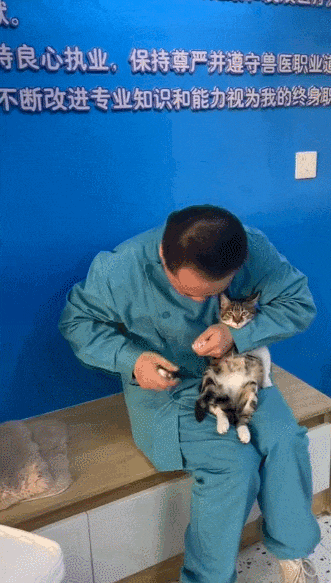 【宠物】女子网购猫爬架没看尺寸,收到货后傻眼了,连忙跟猫说对不起,猫:多少钱买的,你心里有数(组图) - 16