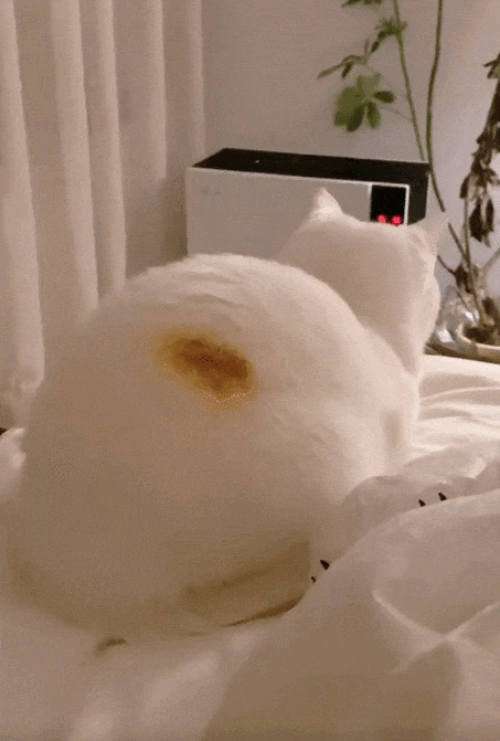 【宠物】女子网购猫爬架没看尺寸,收到货后傻眼了,连忙跟猫说对不起,猫:多少钱买的,你心里有数(组图) - 6