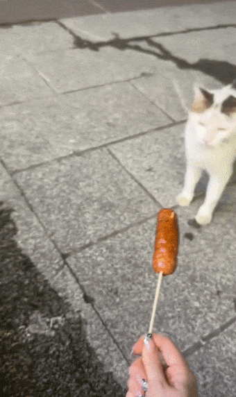 【宠物】女子网购猫爬架没看尺寸,收到货后傻眼了,连忙跟猫说对不起,猫:多少钱买的,你心里有数(组图) - 3
