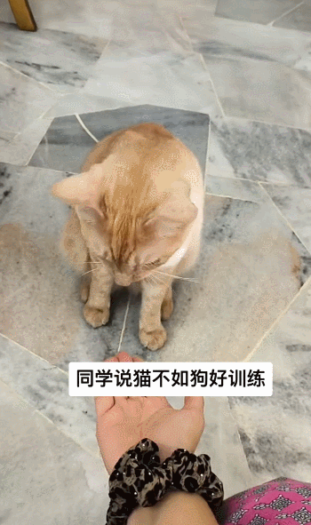 【宠物】女子网购猫爬架没看尺寸,收到货后傻眼了,连忙跟猫说对不起,猫:多少钱买的,你心里有数(组图) - 11