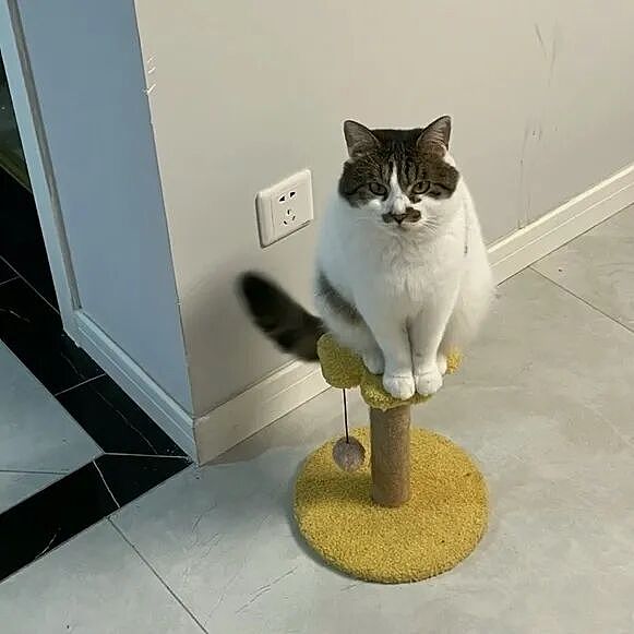 【宠物】女子网购猫爬架没看尺寸,收到货后傻眼了,连忙跟猫说对不起,猫:多少钱买的,你心里有数(组图) - 21