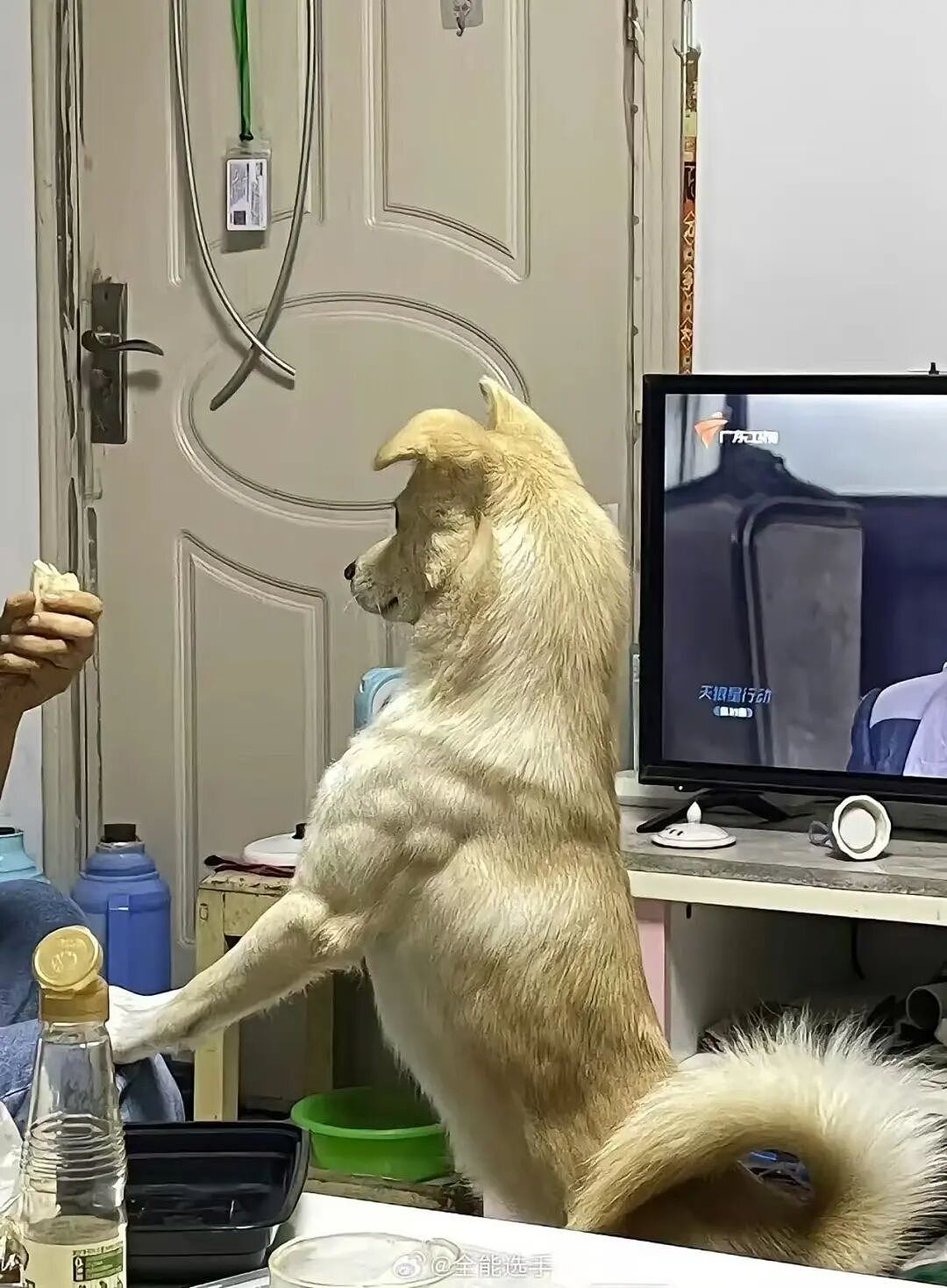 【爆笑】“让家长帮忙买乌萨奇的后果......”哈哈哈哈哈哈笑死了(组图) - 94