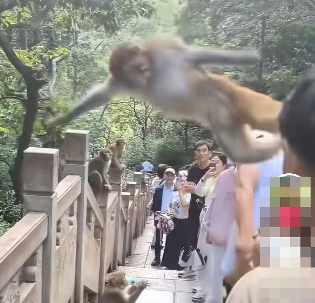 男子贵州黔灵山扇猴子脸后遭飞踢!园方:后果自负(视频/组图) - 2
