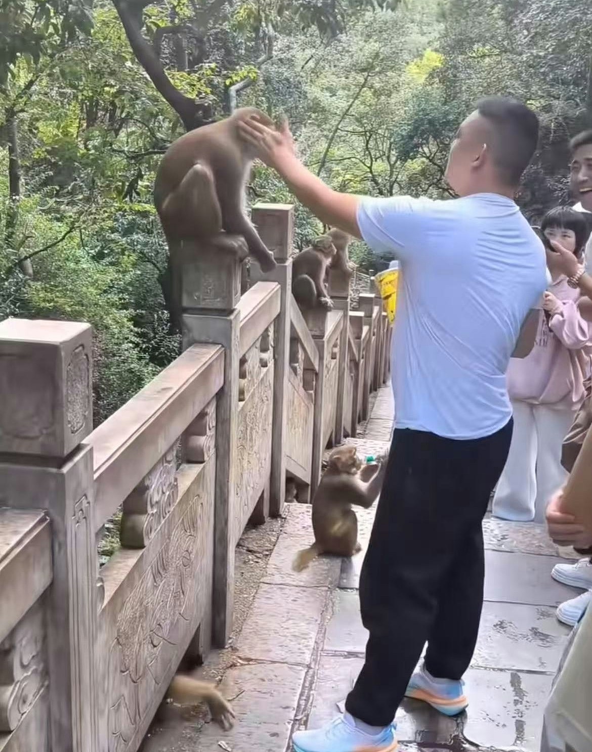 男子贵州黔灵山扇猴子脸后遭飞踢!园方:后果自负(视频/组图) - 1