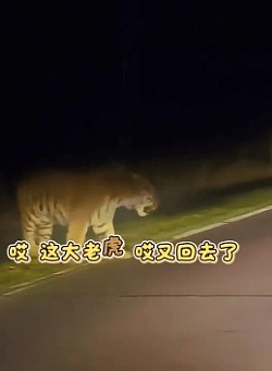 长白山再现野生虎踪？ 自驾男子大叫引虎对视5秒 （视频/组图） - 2