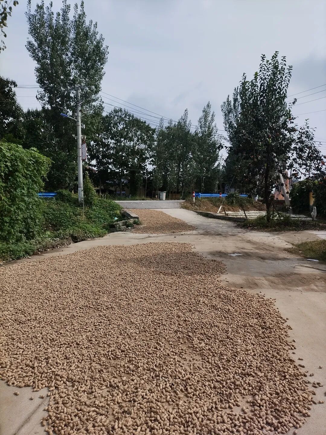 河南60年一遇“烂秋雨”：农户夏天抗旱救活的庄稼，泡烂在地里（组图） - 3