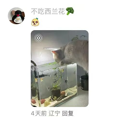 【爆笑】“大家找工作已经到了癫狂期了......” 哈哈哈哈哈哈哈感觉已经疯掉了（组图） - 40