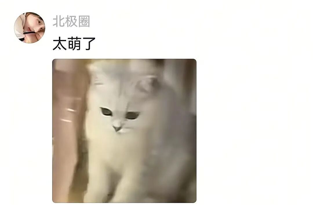 【宠物】一百斤的狗子被咪咪胖揍，委屈缩在爹怀里哭，爹小声蛐蛐，没想到狗子才是幕后高手（组图） - 22