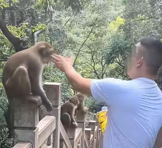男子在黔灵山扇打猴子脸,下一秒遭飞踹反击(视频/组图) - 1